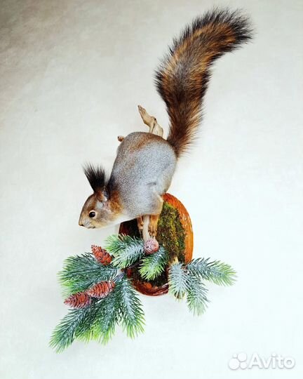 Профессиональные чучела животных и птиц