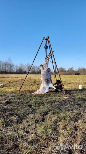 Забой домашнего скота