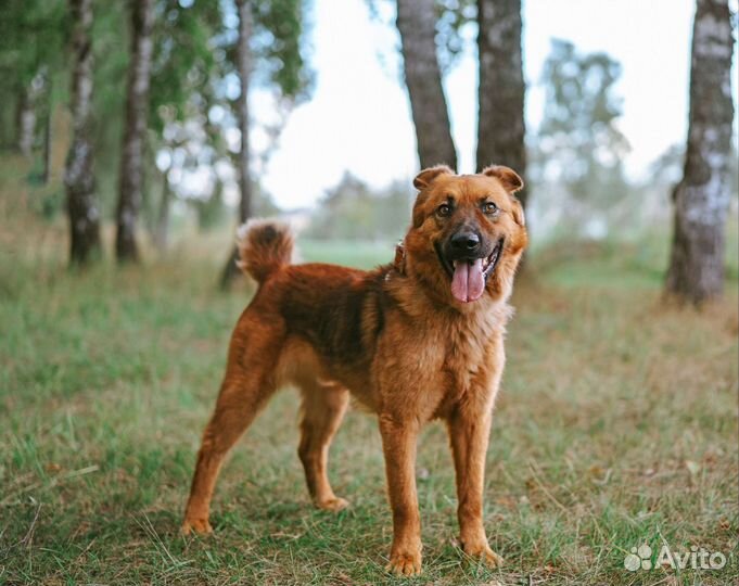 Кай верный друг ищет дом