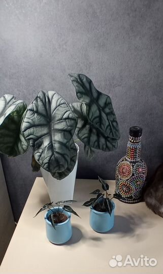 Алоказия Серебряный дракон (клубни)