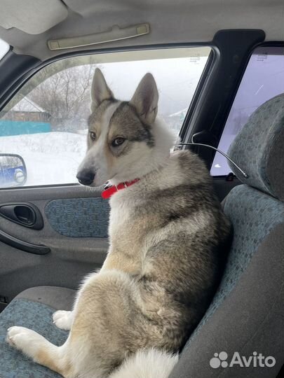 Вязка Западно сибирская лайка