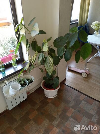 Гибискус китайская роза