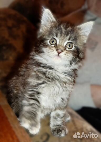 Котята мейн-кун