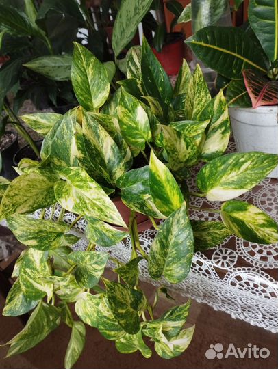 Замиокулькас