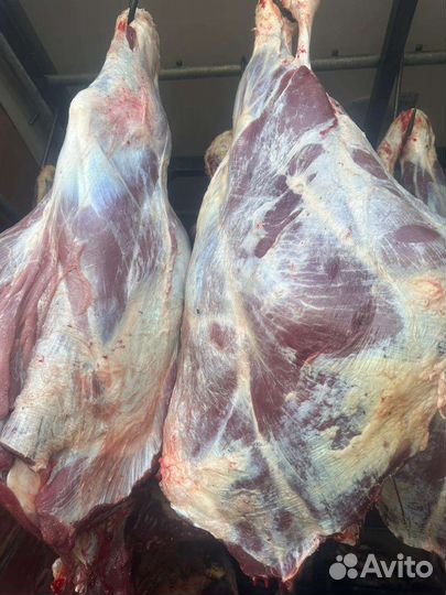 Мясо говядина, быки, телятина в полутушах