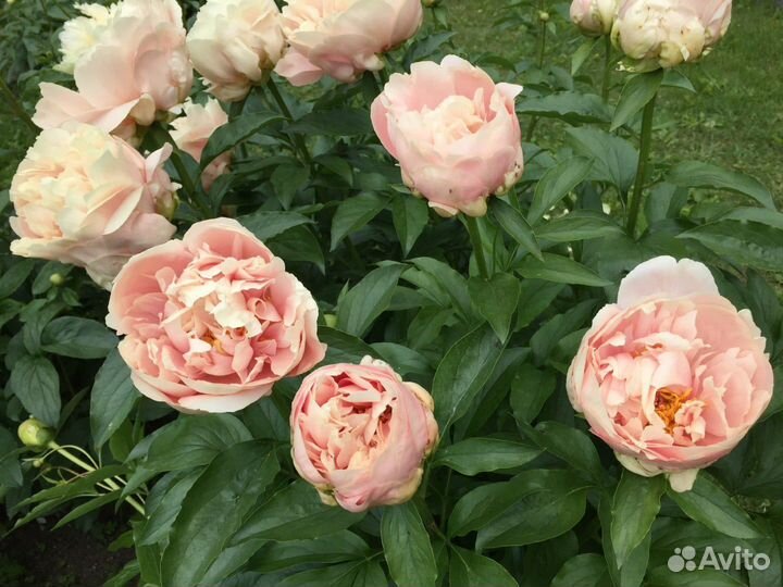 Корни.пион.саженцы.делянки