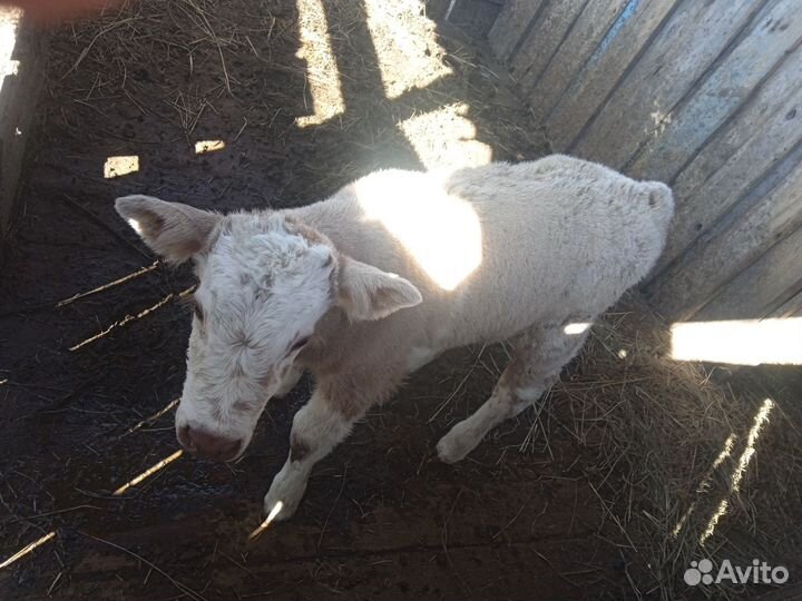 Продажа бычка