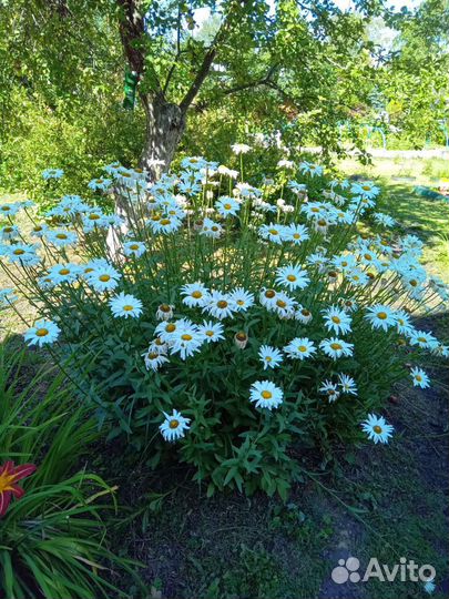 Ромашка кустовая