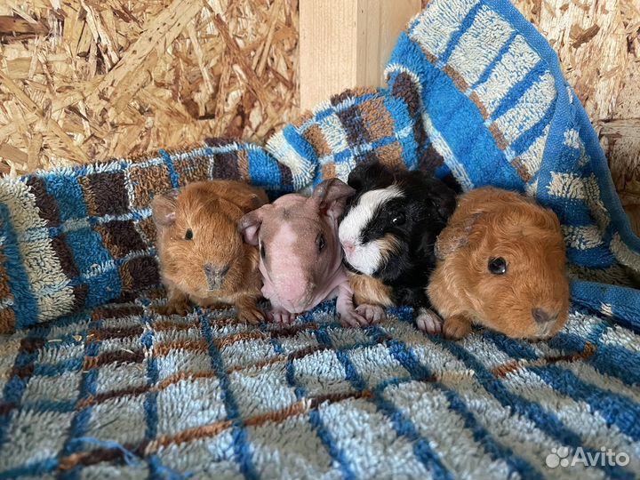 Морские свинки скинни и крестед