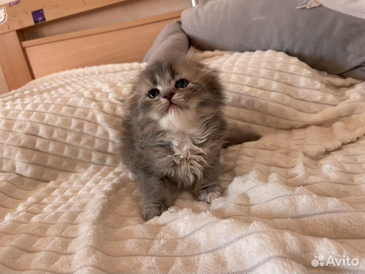 Шотландская вислоухая