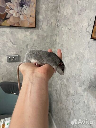 Крыса дамбо