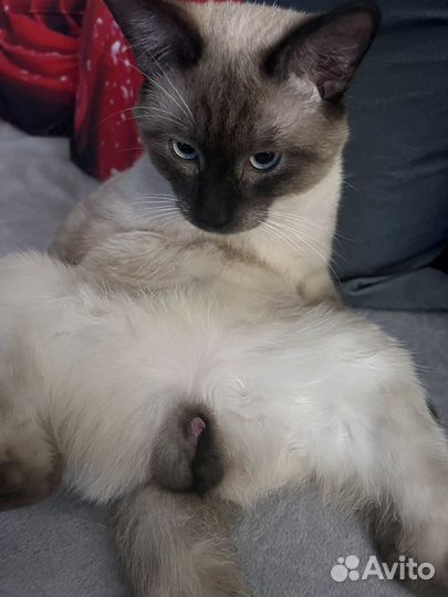 Сиамский котик