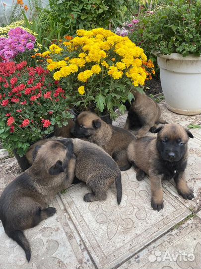 Бельгийская овчарка малинуа