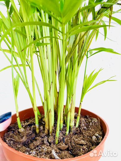 Пальма хамедорея