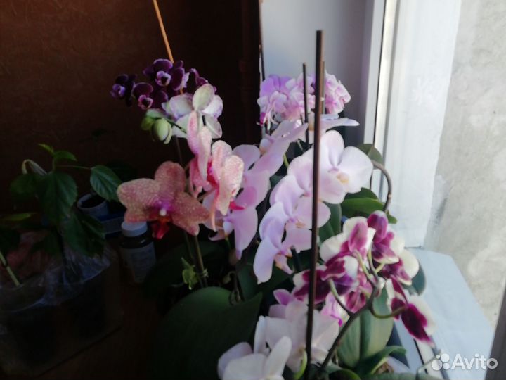 Комнатные растения и уход за ними