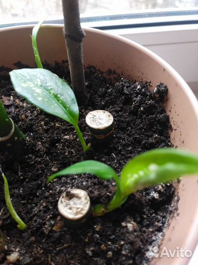 Диффенбахия