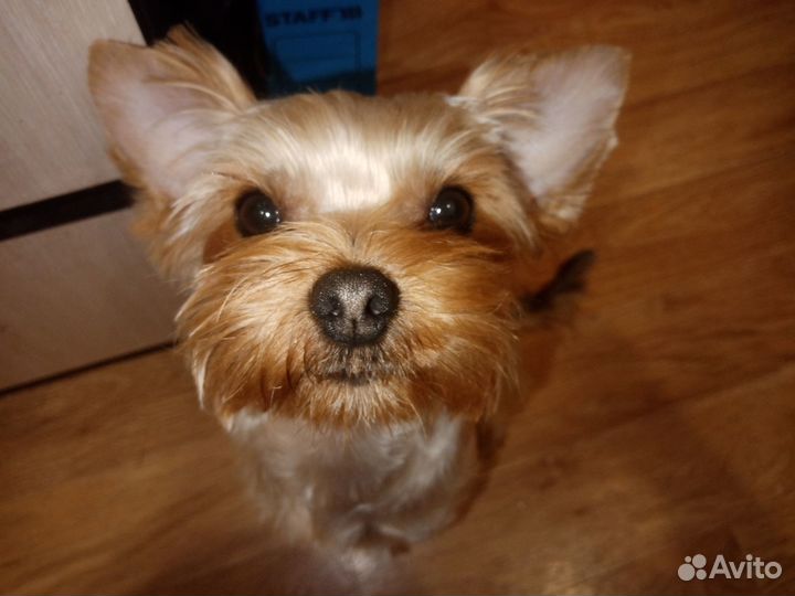 Кобель вязка йорк