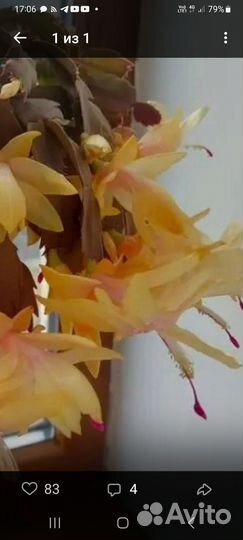 Декабрист шлюмбергера сортовые