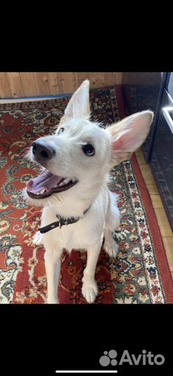 Щенок в добрые руки бесплатно