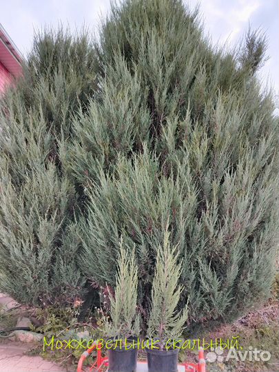 Можжевельник скальный, сорт Мунглоу