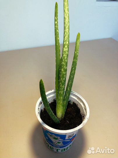 Алоэ вера лечебный