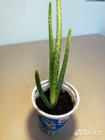 Алоэ вера лечебный