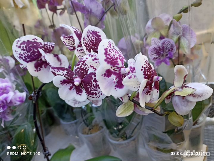 Орхидея биг лип