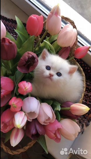 Шотландские котята