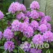 Бруннера,рододендрон,глициния,форзиция,эрика,ива и