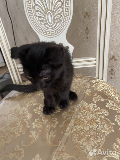 Котенок вислоухий, мальчик