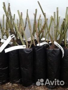 Саженцы роз