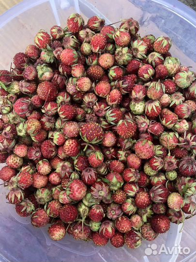 Земляника луговая