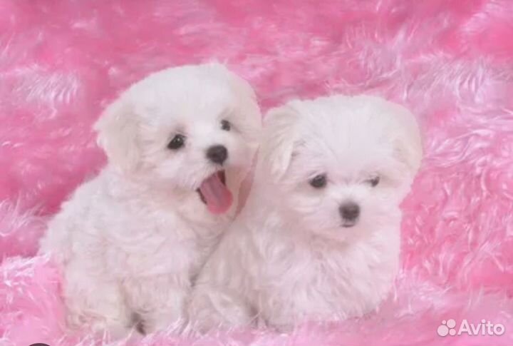 Щенки в Иркутске