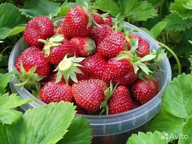 Саженцы ремонтантной клубники