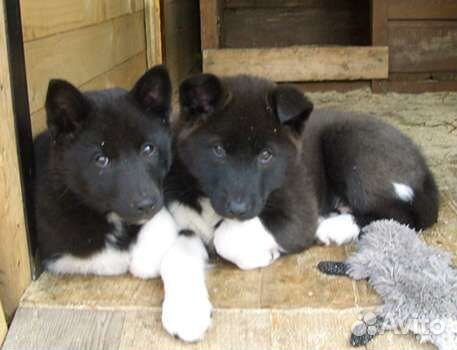 Лайки и другие породы