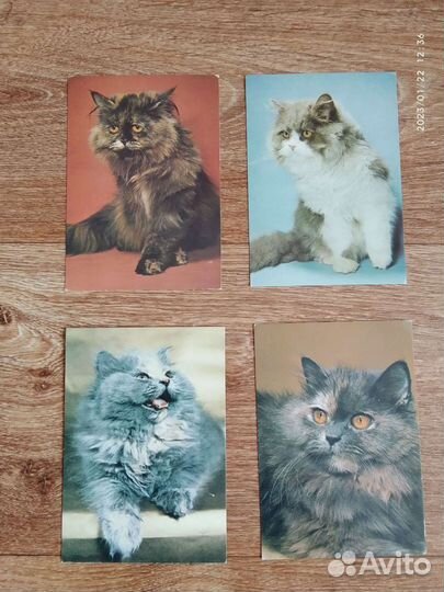 Кошечки Котята Открытки Чехия