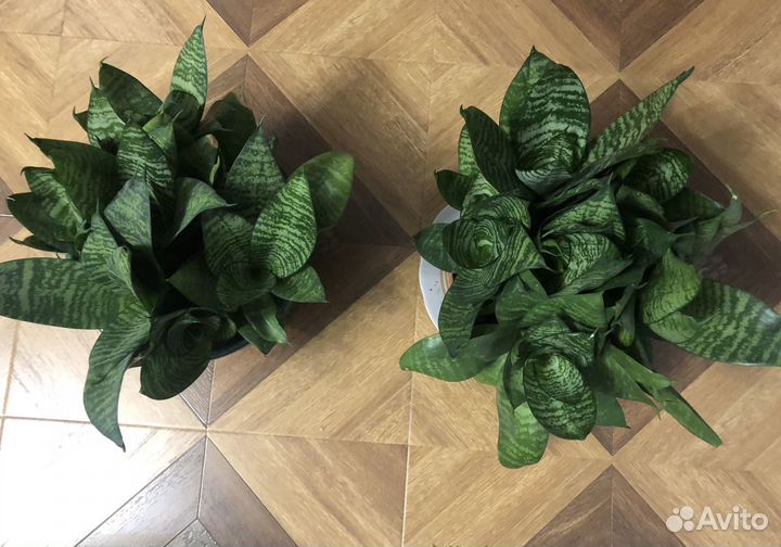 Сансевьера розеточная