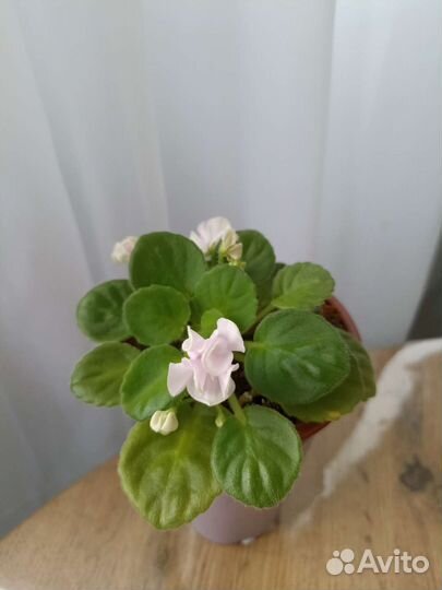 Фиалка DS — Сады любви