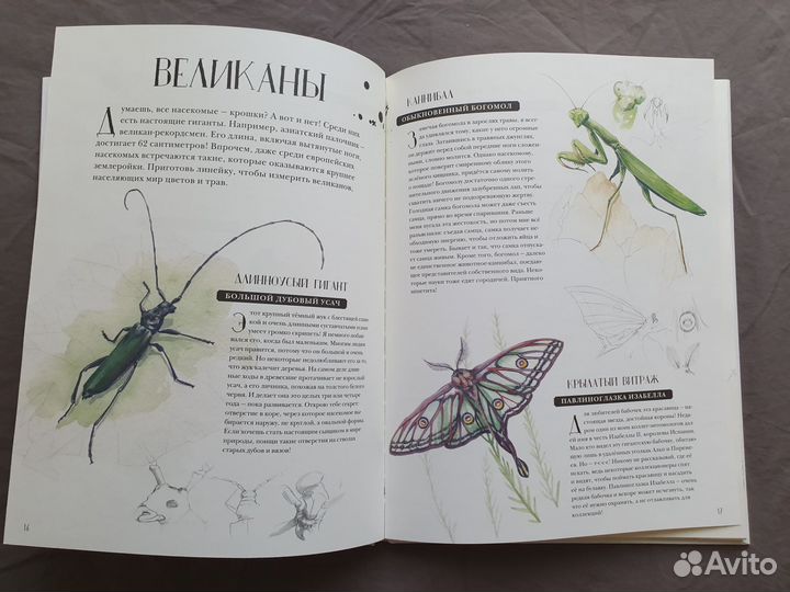 Арт энциклопедия Музей Живых Насекомых