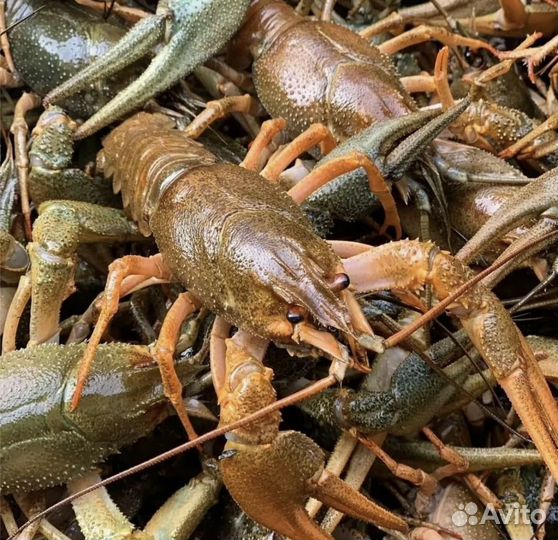 Живые раки парковый