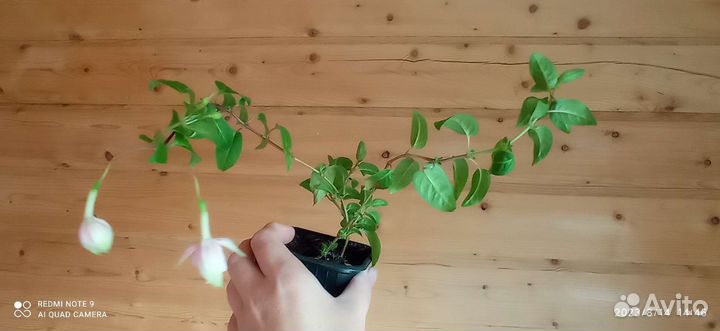 Фуксия Natasha Sinton