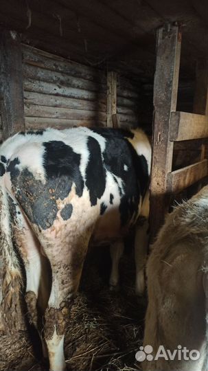 Телята бычки