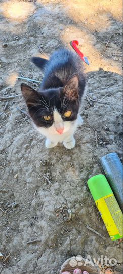 Отдам бесплатно