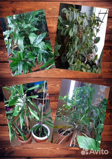 Комнатные цветы