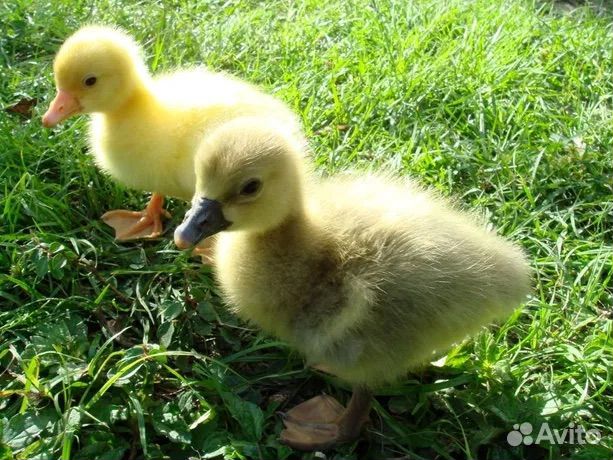 Гусята