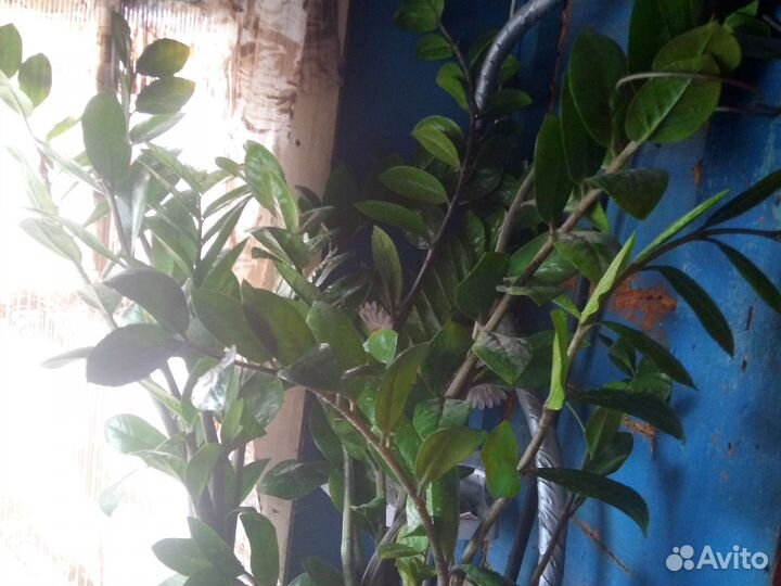 Зиамакулькус