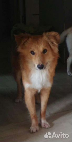 Собака похожая на лисичку в дар 9 мес