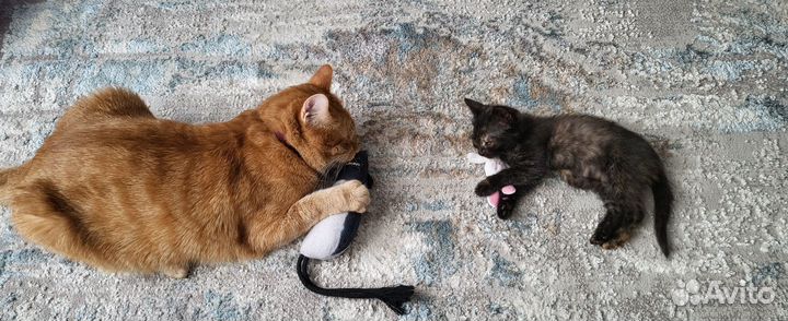 Котенок девочка в добрые руки