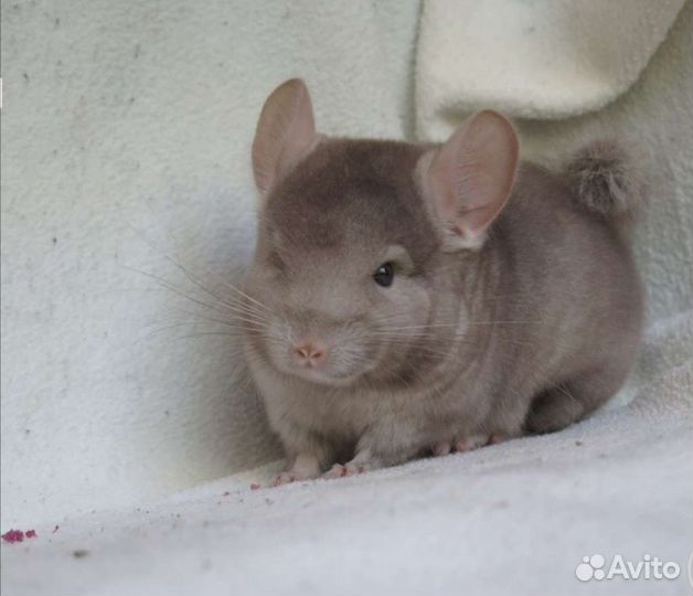 Шиншиллы малыши