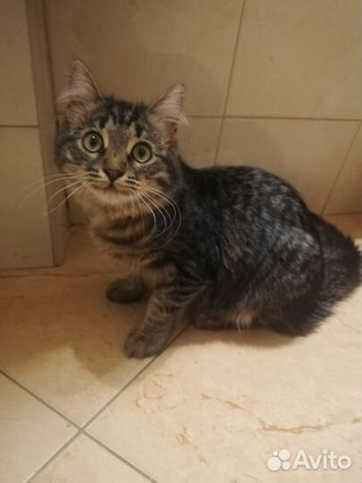 Мудрейший котик Соломон в добрые руки